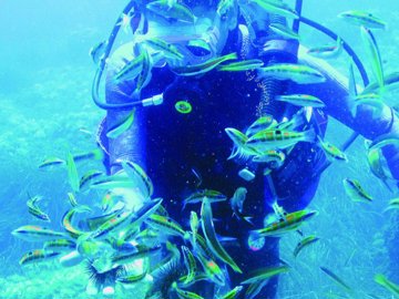 diving-sea-urchins