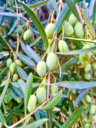 Image No.110-6 Bed Villa for sale