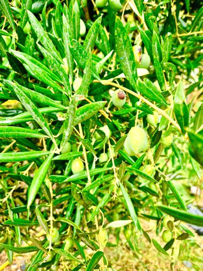 Image No.116-6 Bed Villa for sale