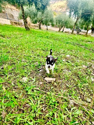 Image No.121-6 Bed Villa for sale