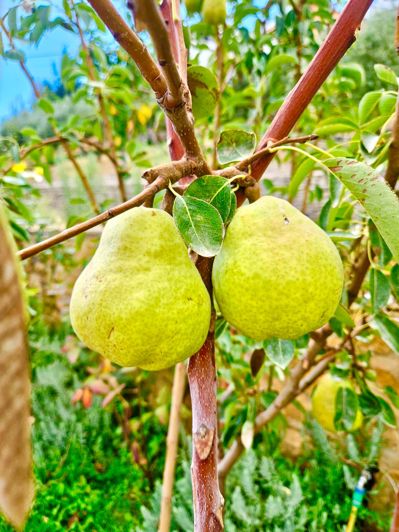 Image No.7-6 Bed Villa for sale