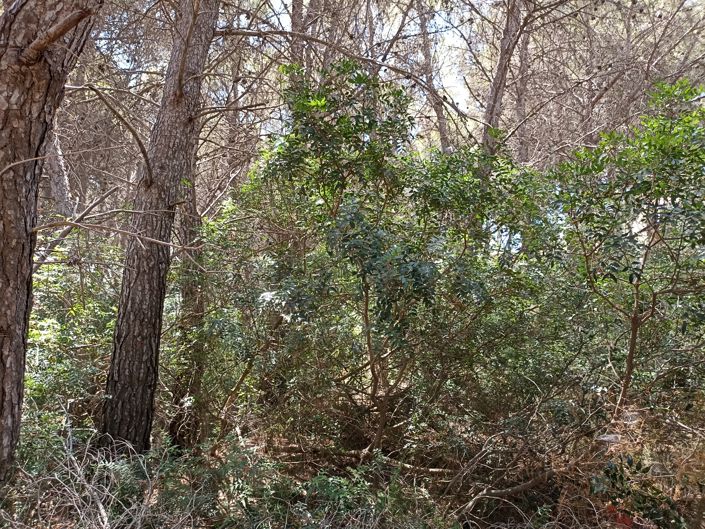 Image No.3-Plot for sale