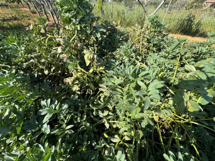 Image No.16-4 Bed Finca for sale