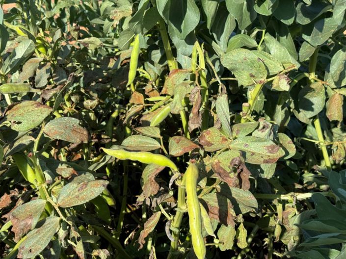 Image No.17-4 Bed Finca for sale