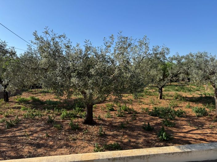 Image No.2-4 Bed Finca for sale