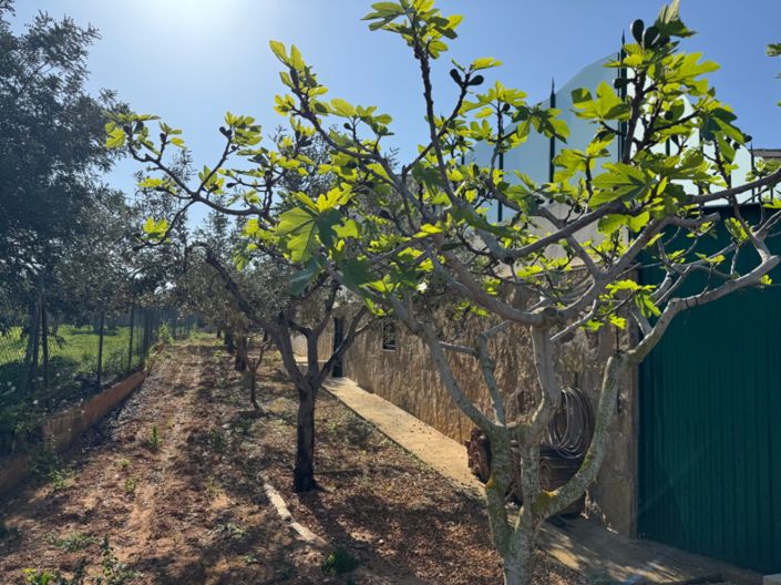 Image No.26-4 Bed Finca for sale