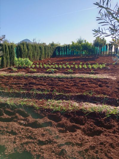 Image No.45-Finca de 2 chambres à vendre à Ondara