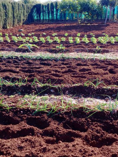 Image No.46-Finca de 2 chambres à vendre à Ondara