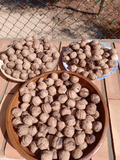 Image No.47-Finca de 2 chambres à vendre à Ondara