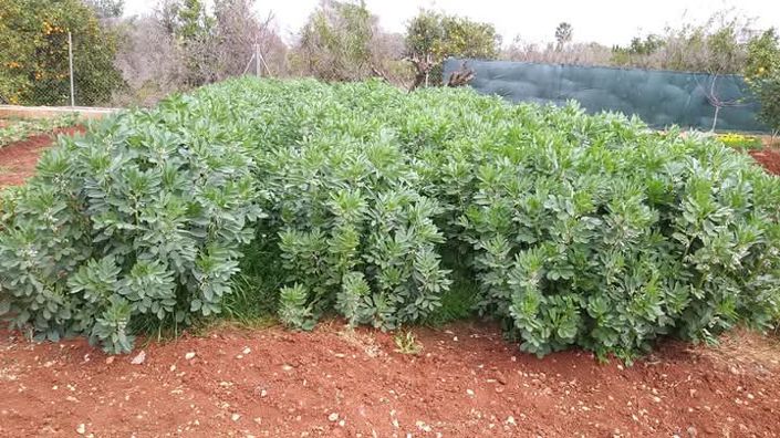 Image No.48-Finca de 2 chambres à vendre à Ondara