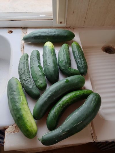 Image No.49-Finca de 2 chambres à vendre à Ondara