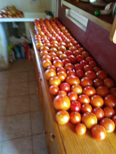 Image No.51-Finca de 2 chambres à vendre à Ondara