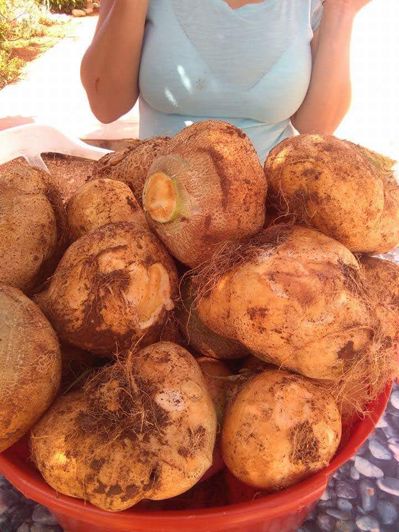 Image No.59-Finca de 2 chambres à vendre à Ondara