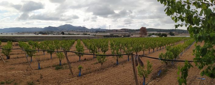 Image No.12-Villa de 3 chambres à vendre à Monforte del Cid