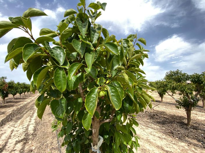Image No.43-Villa de 3 chambres à vendre à Monforte del Cid