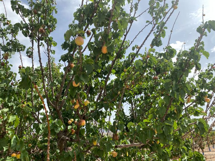 Image No.48-Villa de 3 chambres à vendre à Monforte del Cid