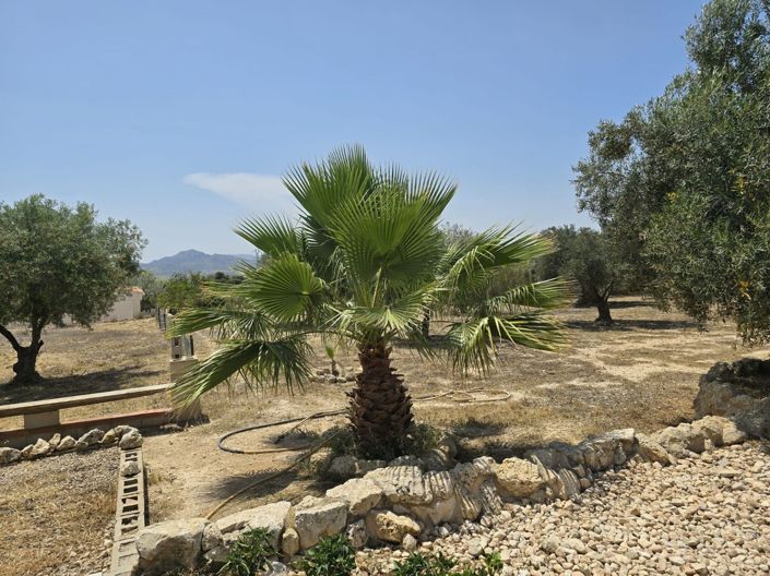 Image No.20-Finca de 4 chambres à vendre à Sax