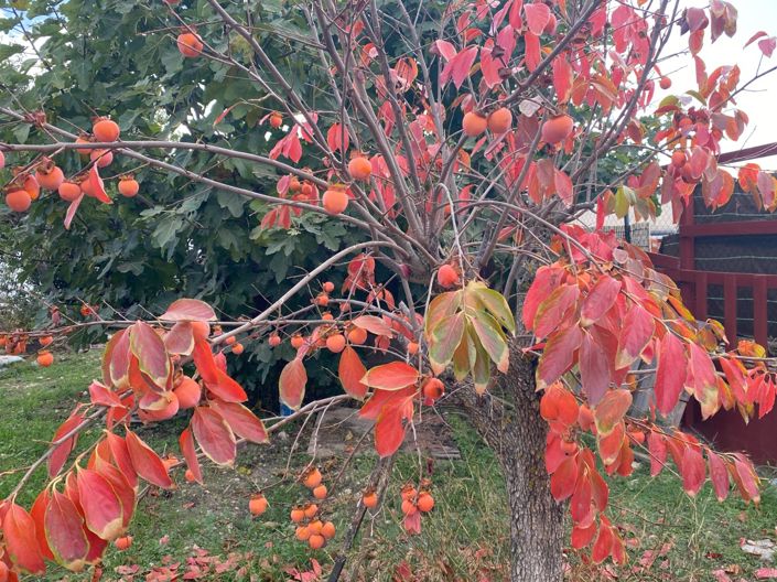 Image No.14-Maison de campagne de 7 chambres à vendre à Sax