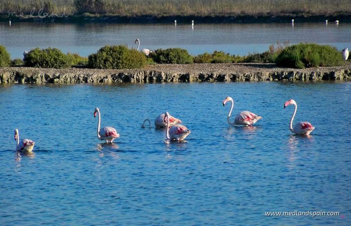Image No.7-Appartement de 3 chambres à vendre à Santa Pola
