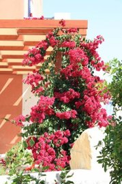 Apartment For Sale  in  Anarita