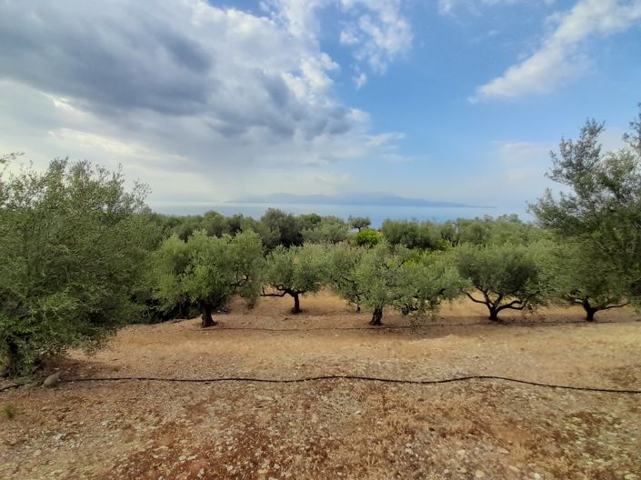 Image No.10-Terrain de 1 chambre à vendre à Péloponnèse
