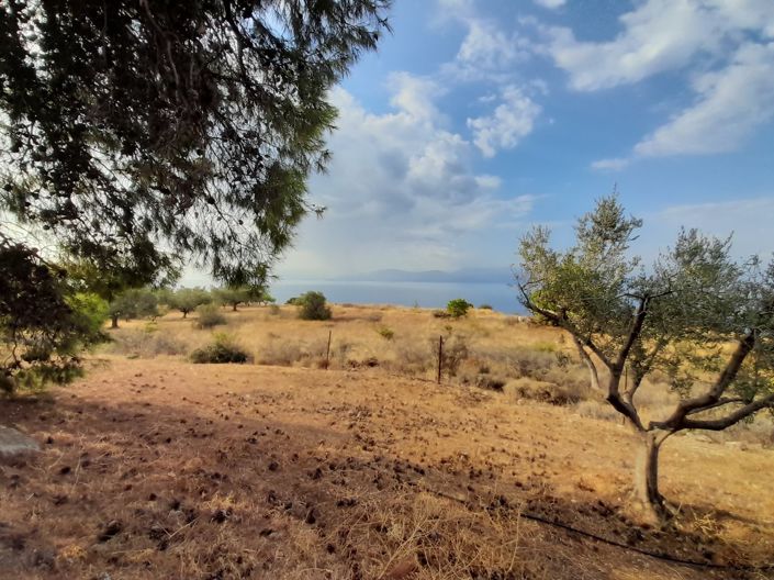 Image No.7-Terrain de 1 chambre à vendre à Péloponnèse