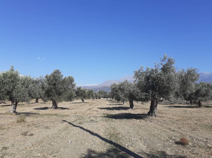 Image No.1-Plot for sale