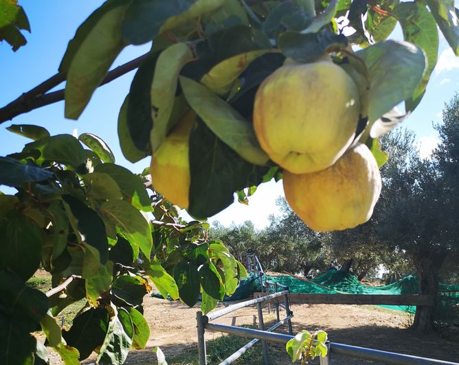 Image No.15-1 Bed Property for sale