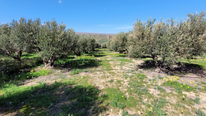 Image No.20-Villa de 5 chambres à vendre à Lasithi