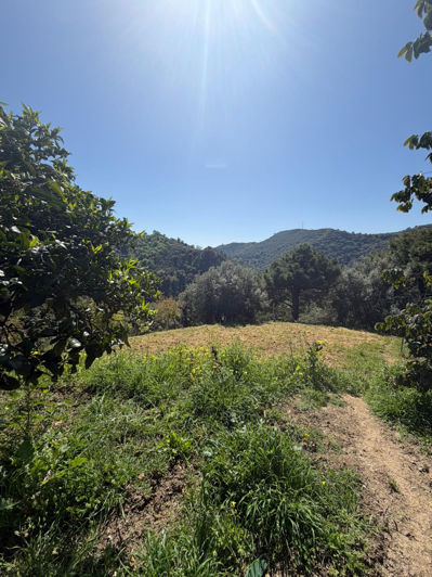 Image No.3-3 Bed Finca for sale