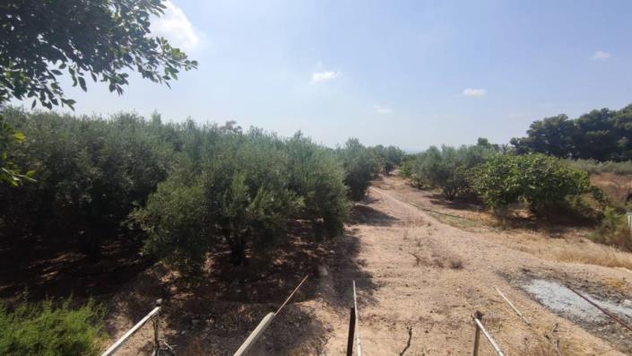 Image No.7-Propriété de pays de 2 chambres à vendre à Crevillente