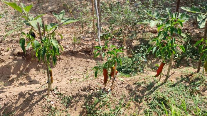 Image No.6-Propriété de pays de 2 chambres à vendre à Crevillente