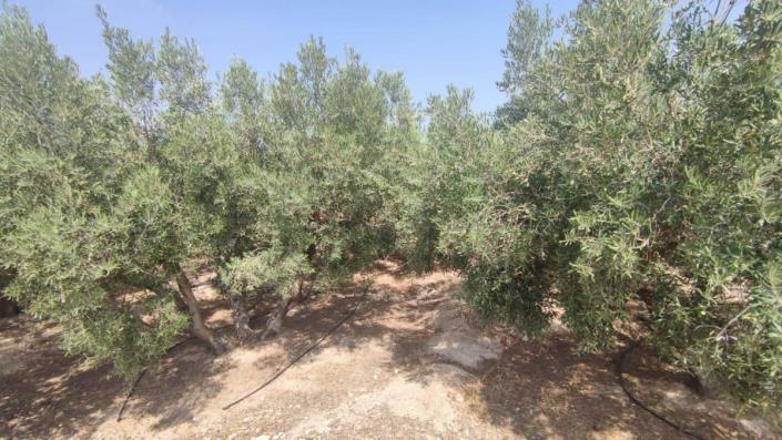 Image No.8-Propriété de pays de 2 chambres à vendre à Crevillente