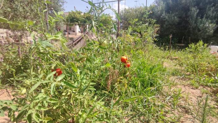 Image No.9-Propriété de pays de 2 chambres à vendre à Crevillente