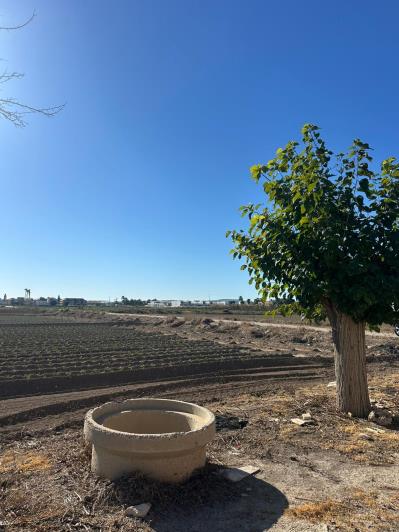 Image No.4-Finca for sale