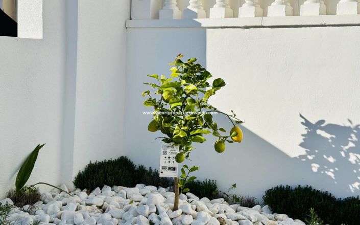 Image No.19-Villa de 2 chambres à vendre à Alicante