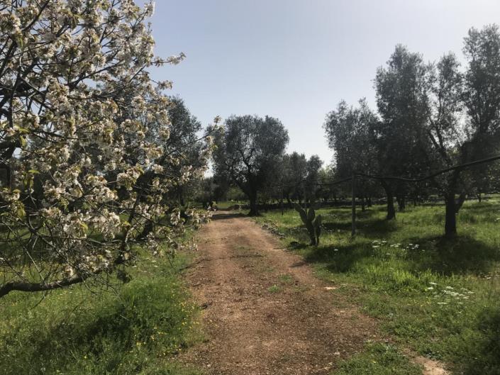 Image No.14-Villa de 5 chambres à vendre à Ostuni