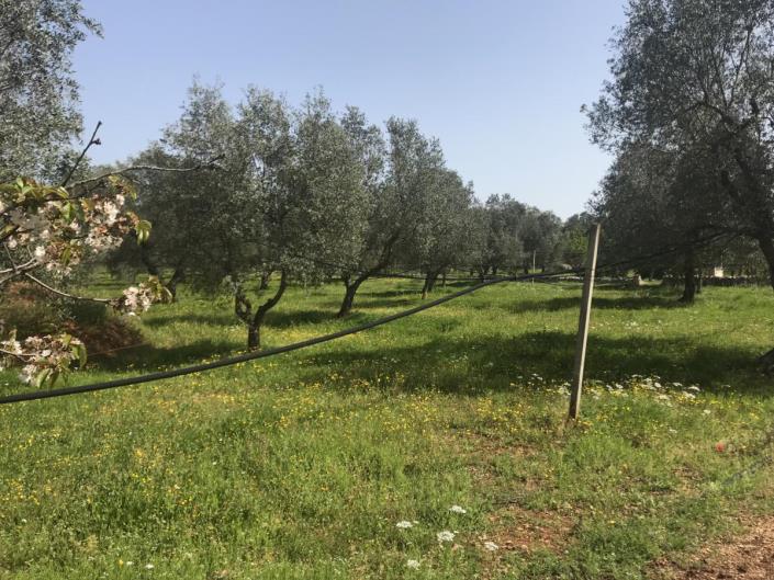 Image No.16-Villa de 5 chambres à vendre à Ostuni