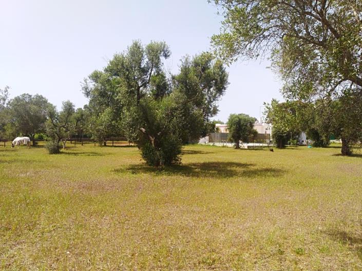 Image No.24-Villa de 3 chambres à vendre à San Vito dei Normanni