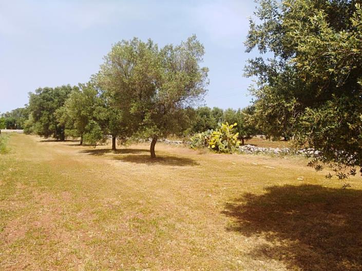 Image No.19-Villa de 3 chambres à vendre à San Vito dei Normanni