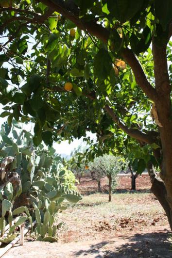 Image No.6-Villa de 4 chambres à vendre à Ostuni