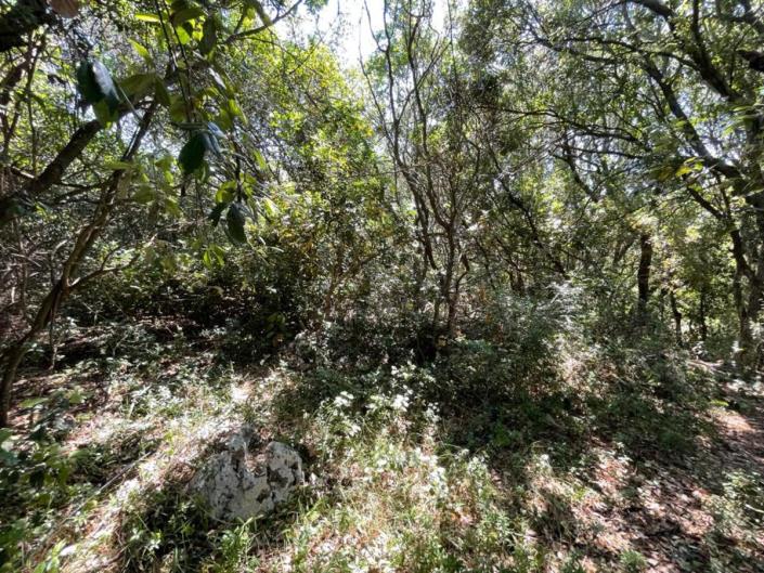 Image No.4-Maison / Villa de 1 chambre à vendre à Ostuni