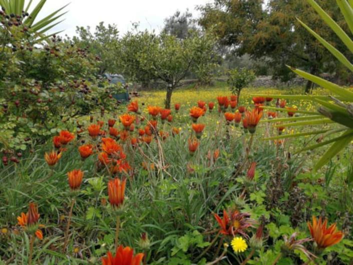 Image No.49-Villa de 2 chambres à vendre à Ostuni