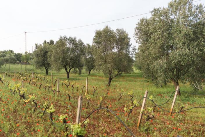 Image No.47-Villa de 2 chambres à vendre à Ostuni