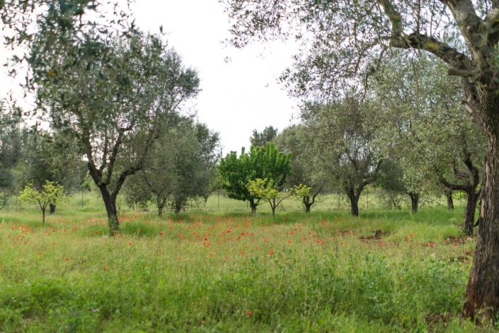Image No.46-Villa de 2 chambres à vendre à Ostuni