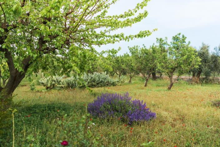 Image No.48-Villa de 2 chambres à vendre à Ostuni