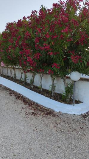 Image No.16-Villa de 3 chambres à vendre à Ostuni