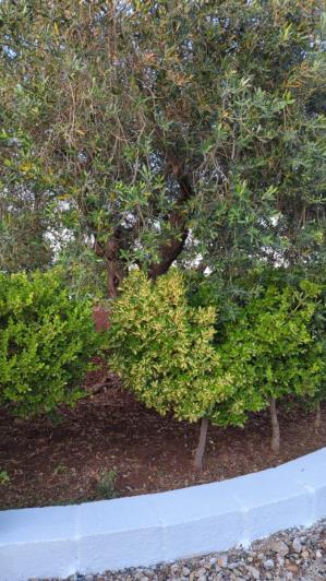 Image No.17-Villa de 3 chambres à vendre à Ostuni