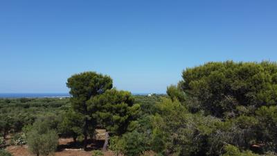 DJI_0309