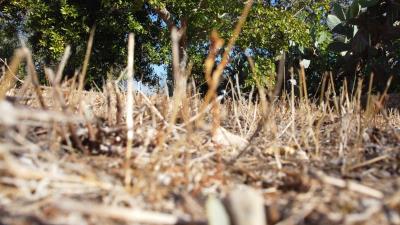 DJI_0397